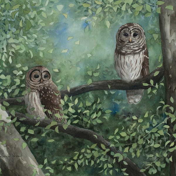 3 sizes- Watercolor Print of Barred Owls, from a painting by Laura Poss // 5x7, 6.5x10 or 11x16.5 // art print, owl giclee, wildlife
