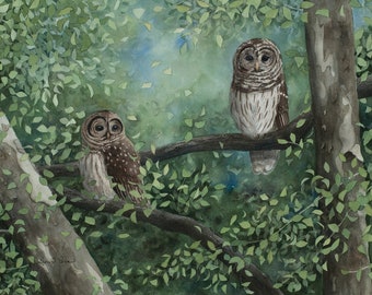 3 sizes- Watercolor Print of Barred Owls, from a painting by Laura Poss // 5x7, 8x10 or 11x16.5 // art print, owl giclee, wildlife