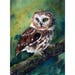 Carrie Kelley reviewed 3 sizes- Watercolor Print of a Saw-whet Owl, from an Original Painting by Laura Poss // 5x7, 8x10, or 10x14 inches // owl painting, bird art