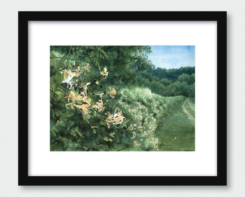 3 sizes Watercolor Print of a Hummingbird and Honeysuckle, from a Landscape Painting by Laura Poss image 3