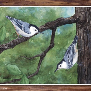 2 sizes Watercolor Print of a Pair of Nuthatches from a image 3