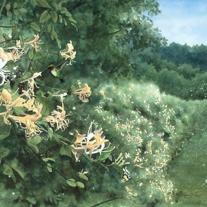 3 sizes Watercolor Print of a Hummingbird and Honeysuckle, from a Landscape Painting by Laura Poss image 1