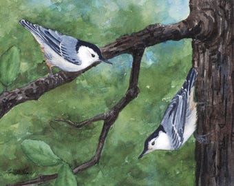Nuthatch Pair Watercolor Print | White-breasted Art | Forest Bird Decor | Laura Poss Art