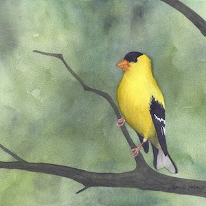 Goldfinch Watercolor Print | Spring Bird Art | Nature Decor | Laura Poss Art