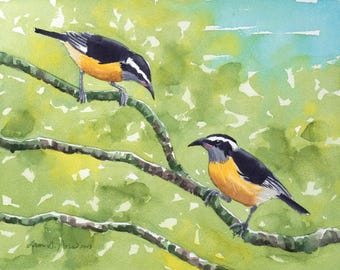 Bananaquits Original Watercolor Painting | Tropical Bird Art, Virgin Islands