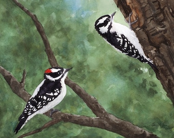 2 sizes- Watercolor Print of a Pair of Downy Woodpeckers, from a painting by Laura Poss // 5x7 inches or 8x10 inches