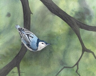Boomklever aquarelprint | Witborstkunst | Boomklimvogel | Laura Poss Art