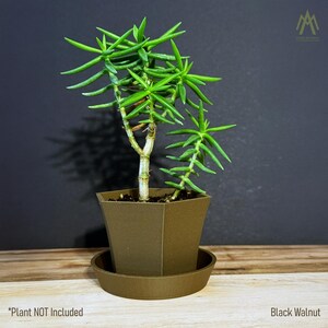 May include: A brown hexagonal planter with a matching saucer. The planter has a succulent plant with green leaves growing inside. The text "Black Walnut" is visible in the bottom right corner of the image. The text "Plant NOT Included" is visible in the bottom left corner of the image.
