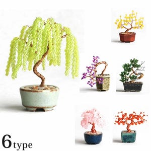 bushy philodendron 8
