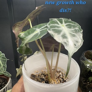 Alocasia Venom, CORM grown not TC. US seller