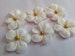 100 white royal icing flowers Approx. size 3/4” with gold sugar center 