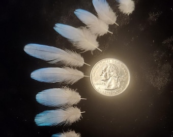 Blue Parakeet Feathers
