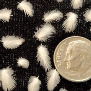 May include: Close-up of small, white feathers scattered on a black textured surface. A U.S. dime is included for size comparison. The feathers have a soft, delicate appearance.