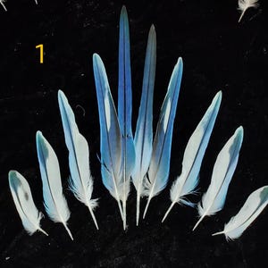 Parakeet Tail Feathers