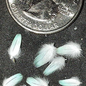 May include: A quarter coin next to several small, delicate feathers. The feathers are primarily white with a pale blue-green hue at the tips. The coin displays the words "LIBERTY" and "QUARTER DOLLAR".
