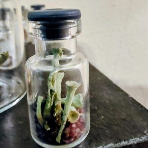 May include: A clear glass bottle with a black stopper, containing preserved green and red plant matter. The bottle is on a dark wooden surface. Other bottles are visible in the background, suggesting a collection or display of botanical specimens.