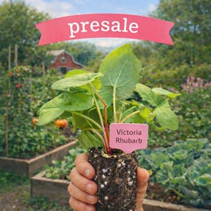 Puede incluir: Una mano sostiene una pequeña planta de ruibarbo con hojas verdes grandes y tallos rojos, etiquetada como "Victoria Rhubarb". Una pancarta rosa en la parte superior dice "presale". El fondo muestra un jardín con bancales elevados.