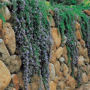 May include: A stone wall with cascading green vines and small purple flowers. The wall is constructed of large, rounded, brown and tan stones. The plants are lush and create a natural, textured look, suitable for garden decor.