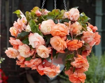 Fragrant Falls Peach Begonia grown in 4” pot double blooms, fragrant, trailing
