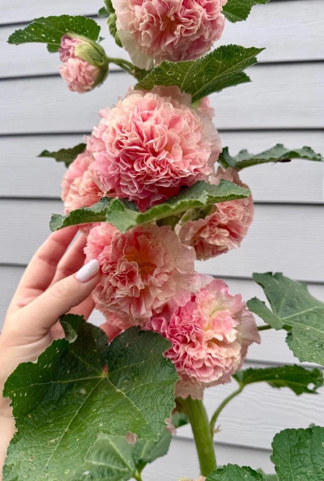 Alcea Hollyhock ‘peaches and Dreams’ Live Plant Plugs- Tall Biennial ...