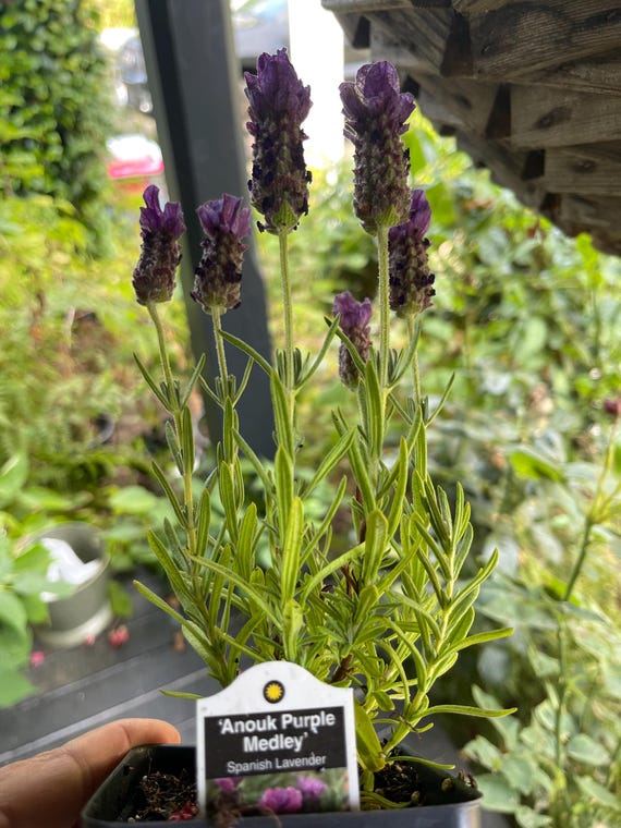 Anouk Purple Medley Spanish Lavender Plant - Grown in a 4 Pot, Vibrant  Blooms, Hardy Perennial - Etsy