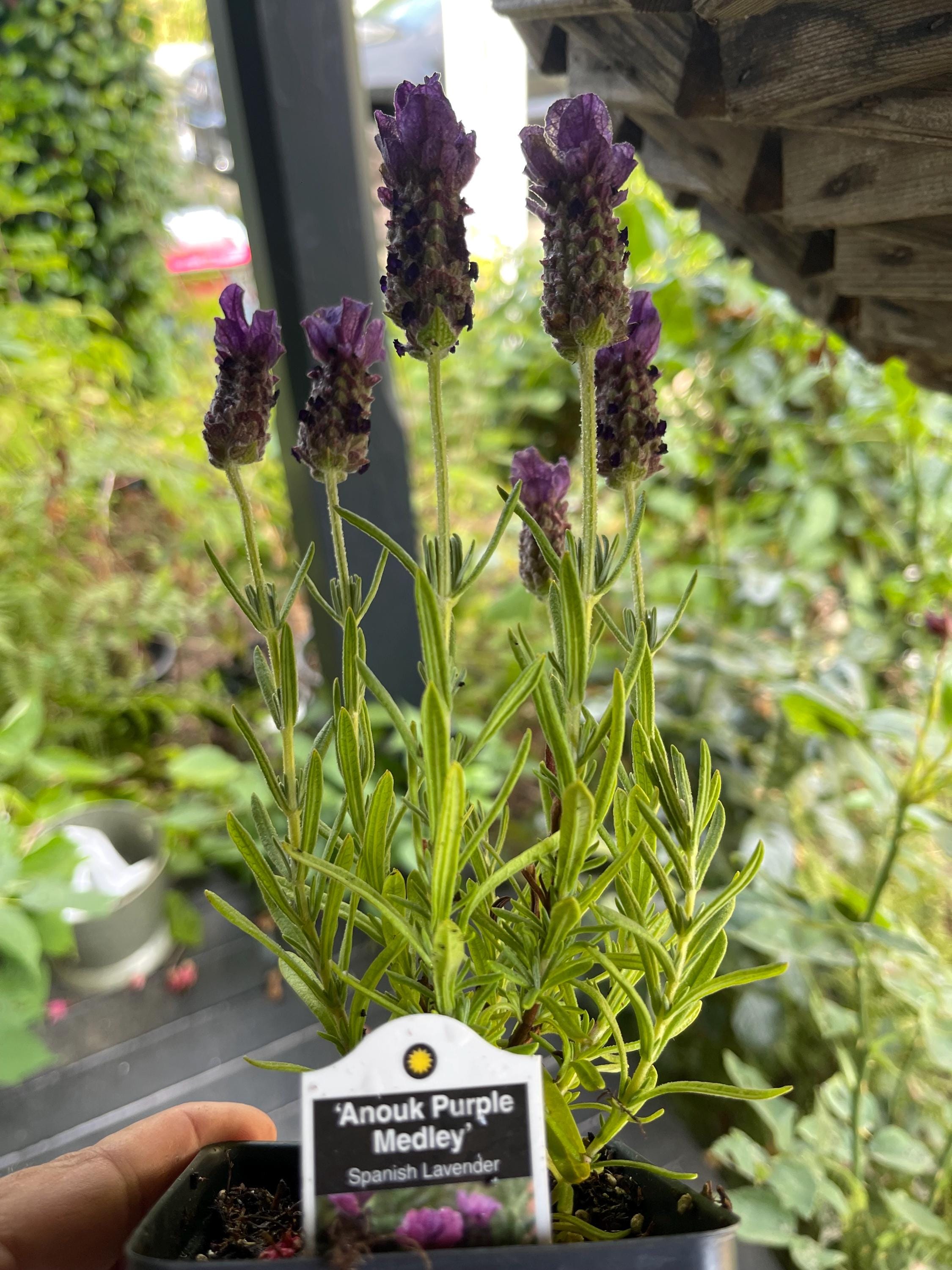 Anouk Purple Medley Spanish Lavender Plant - Grown in a 4 Pot, Vibrant  Blooms, Hardy Perennial - Etsy