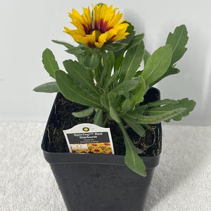 Peut inclure: Une plante en pot de Gaillardia 'SpinTop Red Starburst'. La fleur a des pétales jaunes avec des centres rouges. La plante a des feuilles vertes et est dans un pot carré noir. Une étiquette blanche avec le nom de la plante est visible.