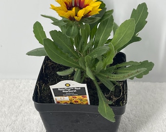 SpinTop Red Starburst Gaillardia Blanket Flower | Vibrant Red-Yellow Perennial in 4” Pot | Pollinator Magnet, Drought Tolerant, Heat Loving