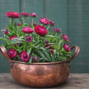Bracteantha Cottage Rose Strawflower Starter Plants - Live Plugs & 4” Pots | Everlasting Rose Pink Flowers, Drought Tolerant, Deer Resistant