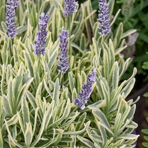 May include: Close-up of a lavender plant with vibrant purple flower spikes. The leaves are a mix of green and creamy white, creating a striking contrast. The plant is in a purple pot, showcasing its beauty.