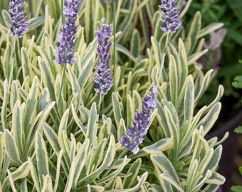 Puede incluir: Primer plano de una planta de lavanda con espigas florales moradas vibrantes. Las hojas son una mezcla de verde y blanco crema, creando un contraste llamativo. La planta está en una maceta morada.