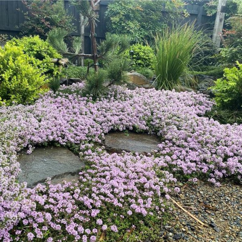 Pink Chintz Creeping Thyme Live Plant | Salmon Pink Flowers Ground ...