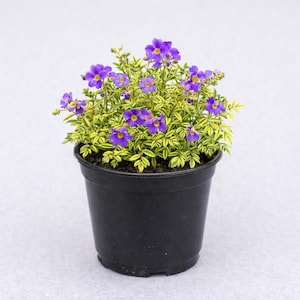 May include: A potted plant with vibrant purple flowers and variegated green and yellow leaves. The plant is in a black plastic pot, set against a light gray background. The flowers have yellow centers.
