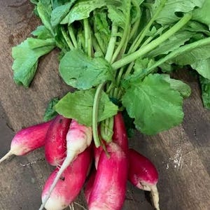 May include: A bunch of fresh radishes with vibrant green leaves and long, white roots. The radishes are a deep pink color, transitioning to white at the root. The leaves are a lush green, creating a colorful display.