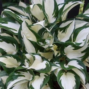 May include: Close-up of a hosta plant with large, variegated leaves. The leaves are a vibrant green with creamy white edges and centers. The plant is lush and full, with many leaves overlapping. The image is well-lit, showing the details of the foliage.