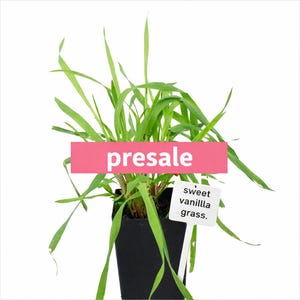 PRESALE Sweet Vanilla Grass Starter Plants - Hierochloe odorata - 2.5” & 4” Pots - Sacred Holy Grass - Vanilla Scented - Live Plant