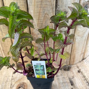 May include: A potted ginger mint herb plant with green leaves and reddish-purple stems. The plant is in a black square pot. A small white label reads "HERB" and "GINGER MINT". The background is a wooden surface.