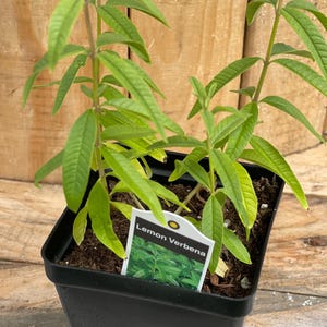May include: A potted lemon verbena plant with vibrant green leaves. The plant is in a black square pot with a white label that reads "Lemon Verbena". The background is a wooden fence.