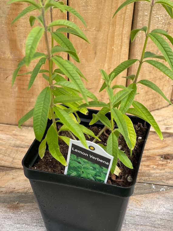 Live Lemon Verbena Plant (Aloysia citrodora) - 4” Pot, Fragrant Herb, Culinary & Tea Garden
