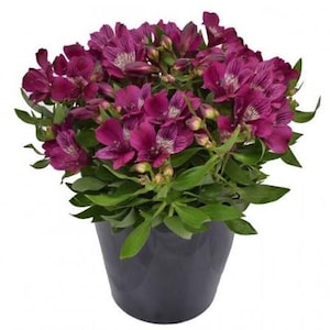 May include: A potted plant with vibrant purple flowers and green leaves. The flowers have delicate white markings and are in full bloom. The plant is in a dark gray pot, creating a striking contrast with the colorful flowers.