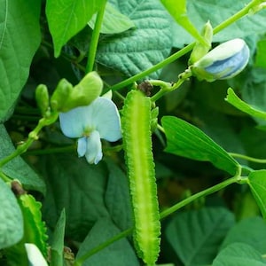 winged bean dragon bean live plants presale ships in April unique rare garden plant
