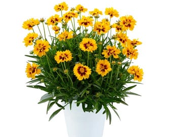 Coreopsis Solanna Sunset Bright - Live Plant in 2.5” Pot | Vibrant Yellow & Red Tickseed Perennial