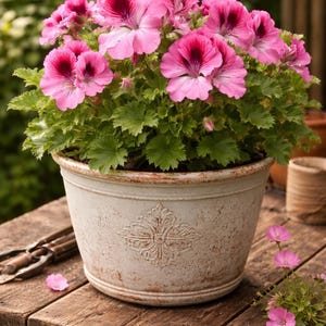 Scented Geranium Seeds - Etsy