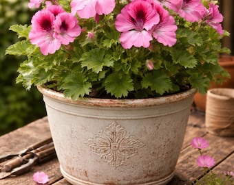 Martha Washington Geranium Elegance Rose Bicolor - Live Regal Starter Plant in 2.5” Pot - Pink & Burgundy Blooms