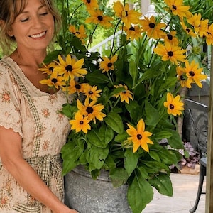 May include: A large galvanized metal bucket filled with vibrant yellow black-eyed Susan flowers featuring dark brown centers and green leaves. The bucket has a textured, weathered gray finish and is held by a person wearing a floral print dress.