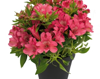 Alstroemeria Inca Candy Live Plant - Dwarf Peruvian Lily Starter in 2.5” or 4” Pot - pink  Flowers, Long Blooming Perennial