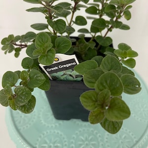 Greek Oregano Plant - 4” Pot, Non-GMO, Culinary Herb