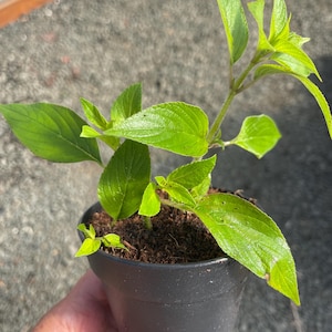 May include: A small potted plant with vibrant green leaves. The plant is in a black plastic pot, held by a hand. The leaves are a bright, healthy green, with visible veins. The plant appears to be a young seedling.
