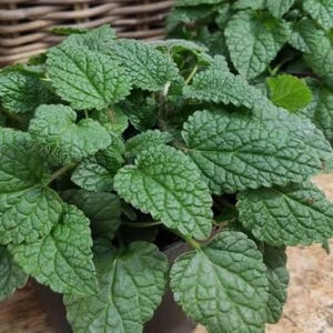 Puede incluir: Primer plano de una exuberante planta verde con hojas texturizadas. Las hojas tienen un patrón de vetas prominente y un borde ligeramente rizado. La planta está en una maceta oscura, con un fondo borroso.