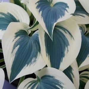 May include: Close-up of Hosta plant leaves. The leaves are heart-shaped with a creamy white border and a central splash of deep teal. The veins are clearly visible, adding texture. The plant is a vibrant green and white.
